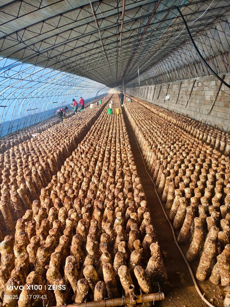 蘑菇香菇种植技术视频怎么学？-图3
