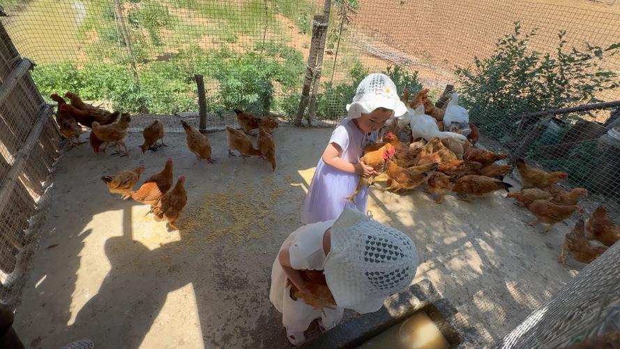 野外养鸡视频，关键技术点在哪？-图2