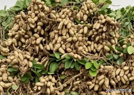 2025年春花生价格会涨还是跌？-图3