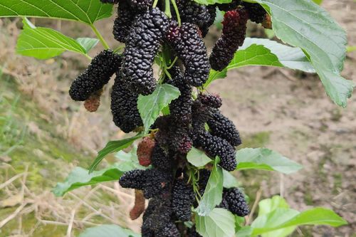 桑果高产栽培管理技术有哪些要点？-图1