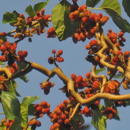 桑果高产栽培管理技术有哪些要点？-图2