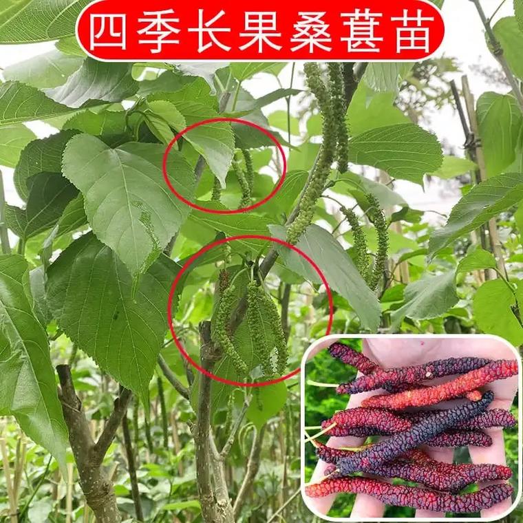 桑果高产栽培管理技术有哪些要点？-图3