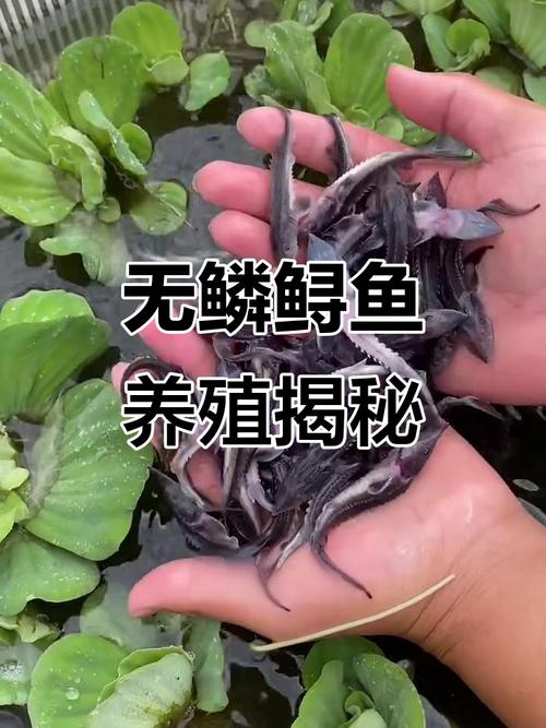 2025年鲟鱼苗价格会涨还是跌？-图3