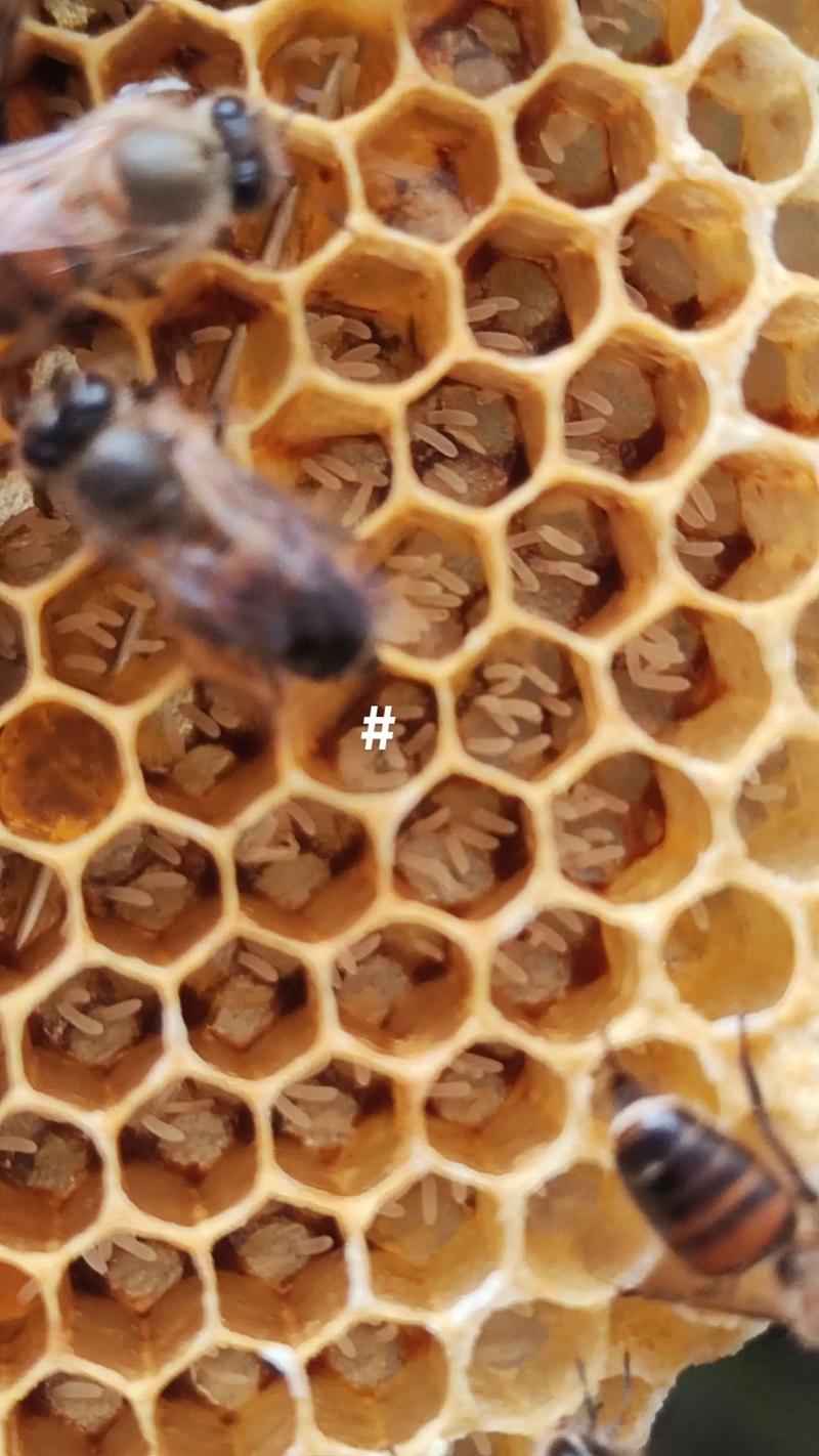 什么品种蜂王产卵力强-图2