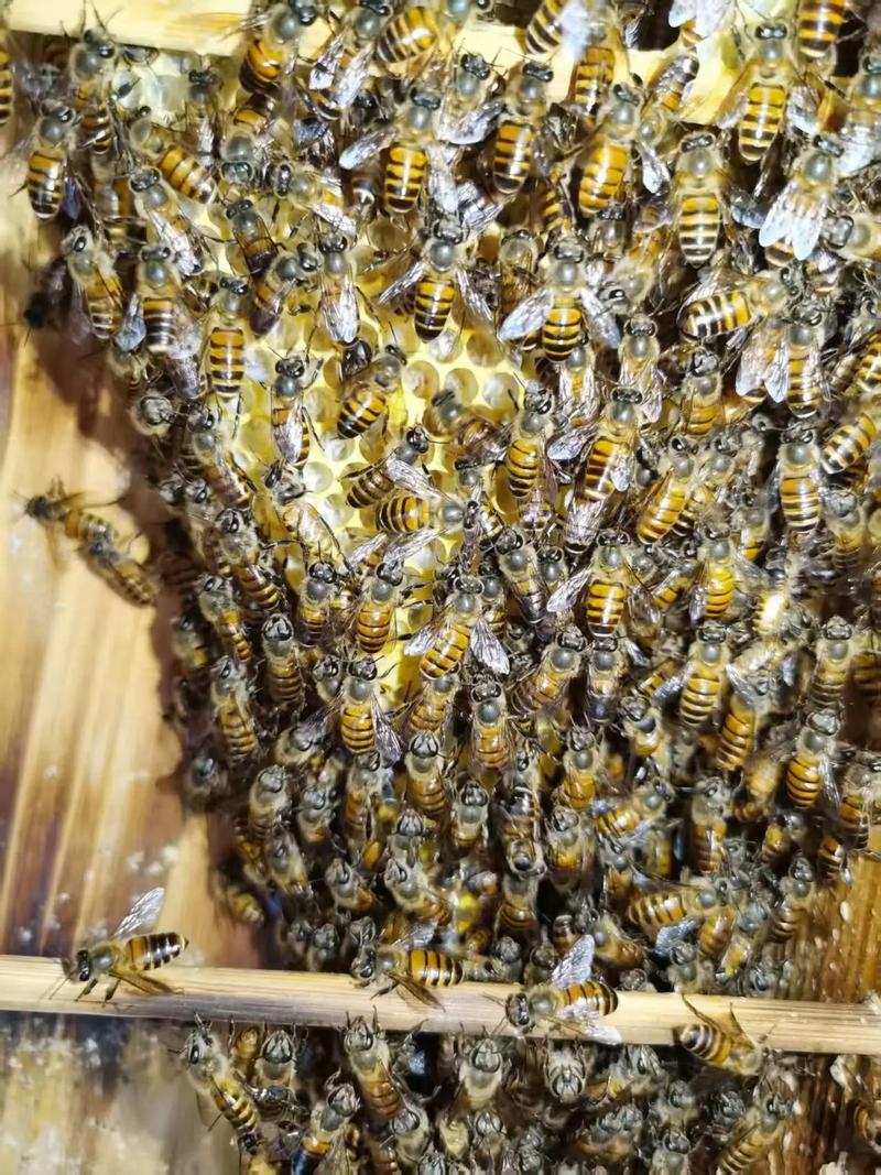 什么品种蜂王产卵力强-图3