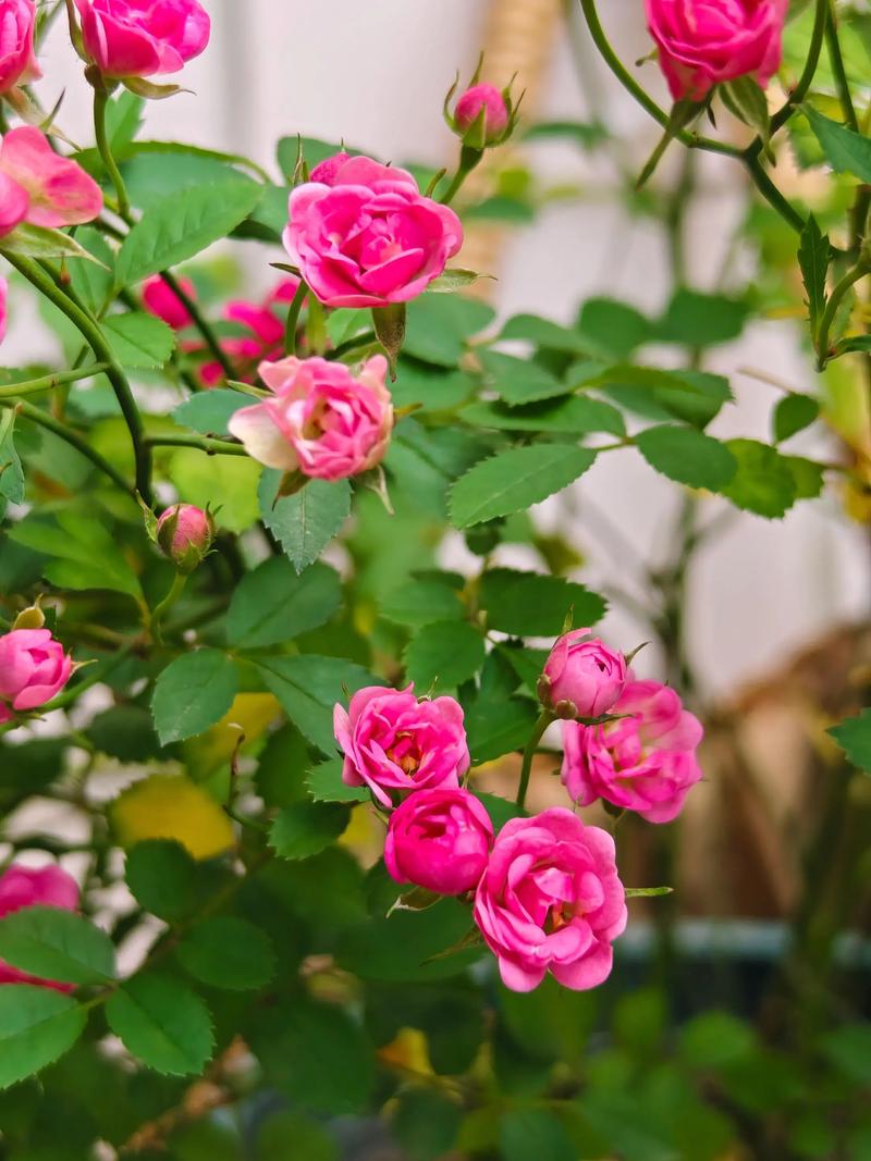 微型月季有哪些常见品种？-图1