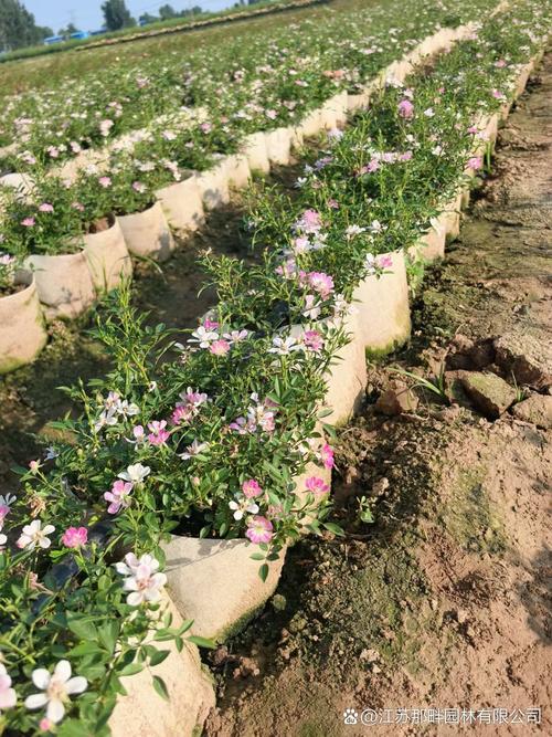 微型月季有哪些常见品种？-图2