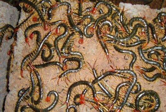 蜈蚣养殖技术价格范围-图1