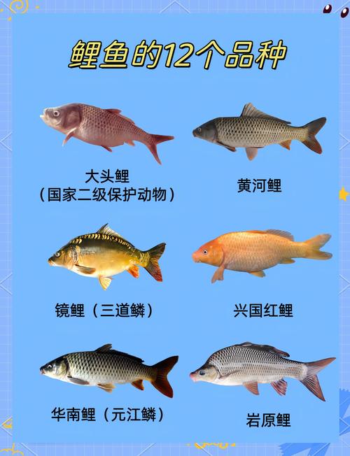 中国水产养殖鱼有哪些常见品种？-图1