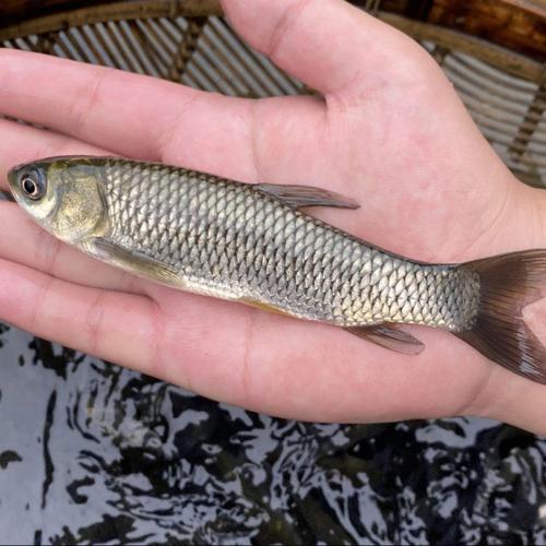 中国水产养殖鱼有哪些常见品种？-图3