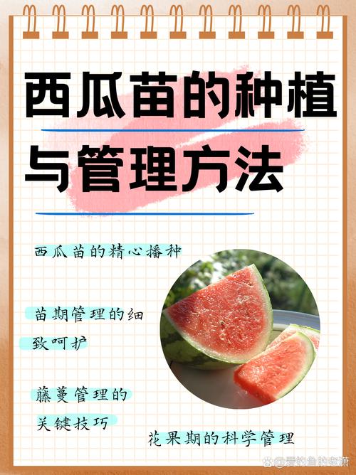 西瓜种植视频教程，关键步骤有哪些？-图3