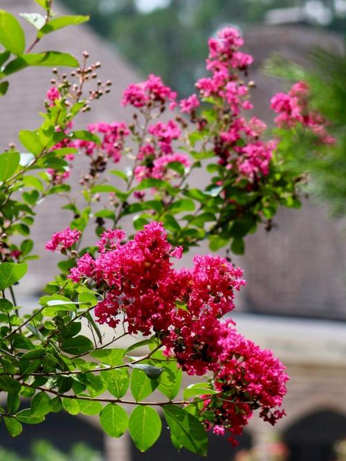 美国紫薇哪些品种不开花？-图1