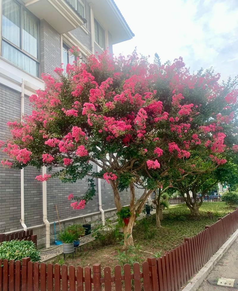 美国紫薇哪些品种不开花？-图2