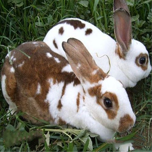 今日邯郸獭兔价格多少钱一斤？-图2