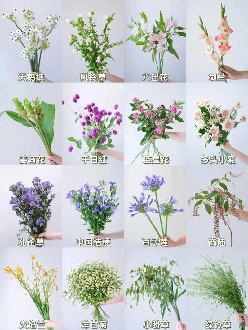 花卉品种名称大全有哪些？-图1