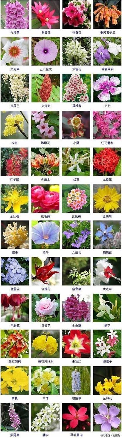 花卉品种名称大全有哪些？-图3