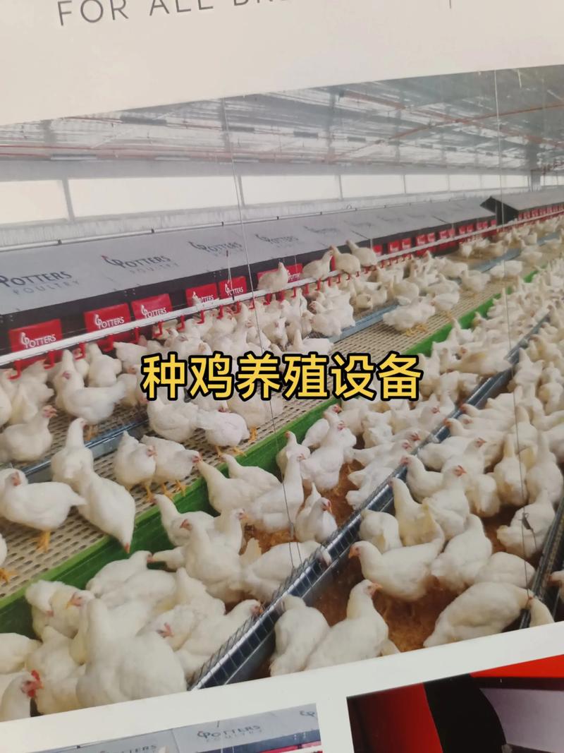 河南种鸡养殖技术成本如何优化？-图1