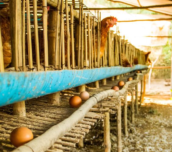 河南种鸡养殖技术成本如何优化？-图2