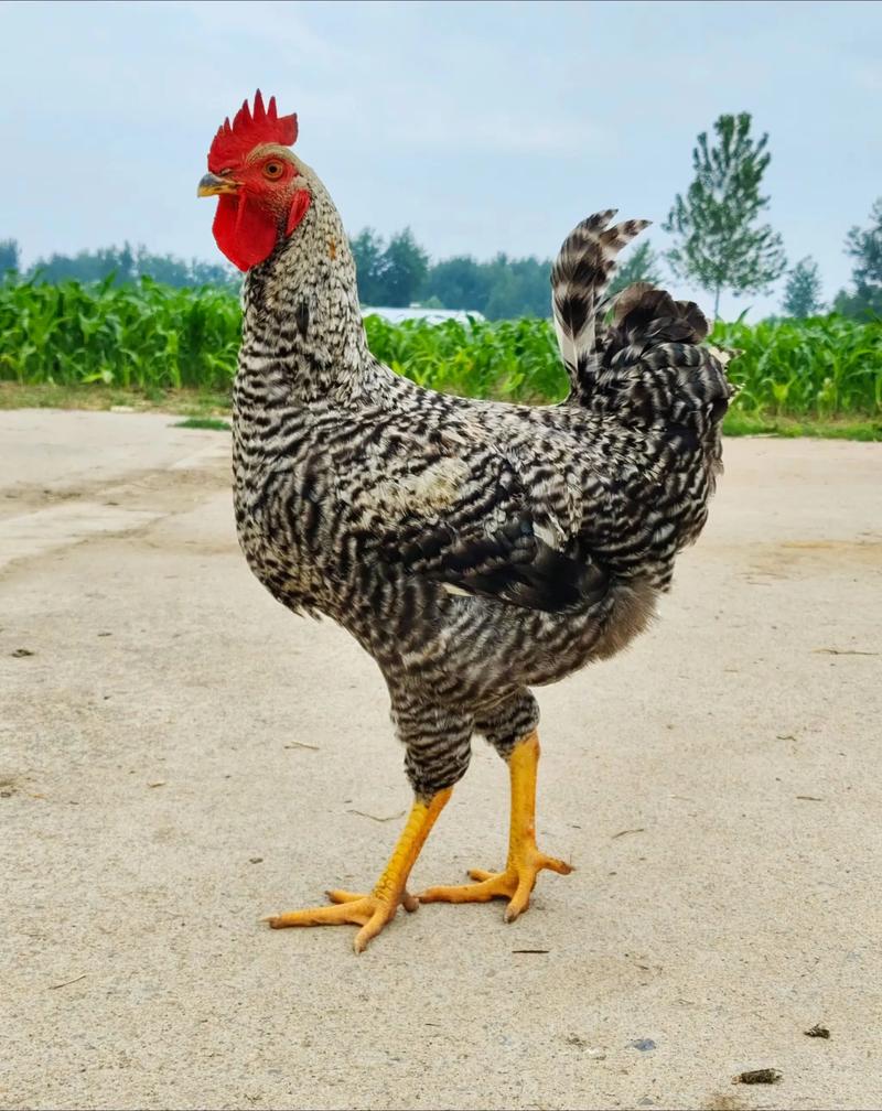 河南种鸡养殖技术成本如何优化？-图3