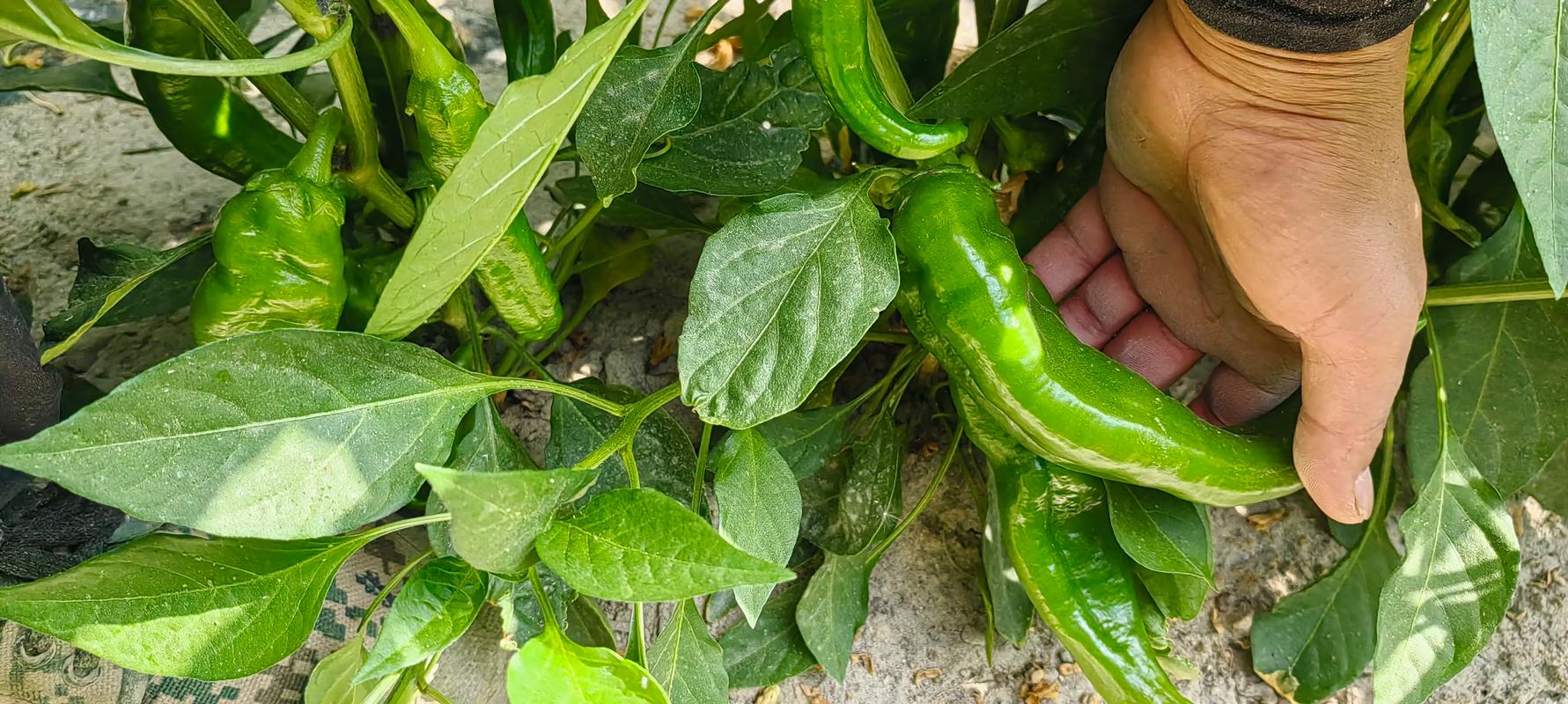 2025年辣椒价格为何走低？-图3