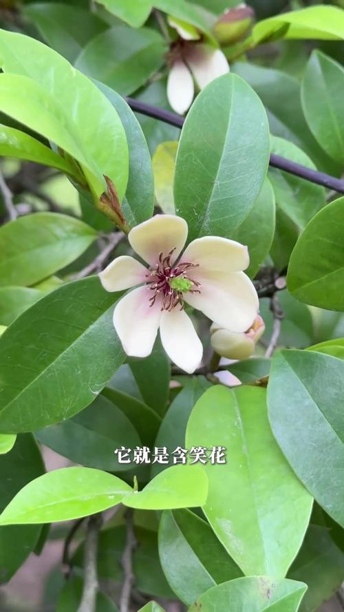 含笑花什么艳色品种好-图3