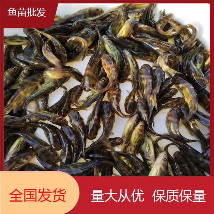 佛山塘鱼价格近期涨跌如何？-图2