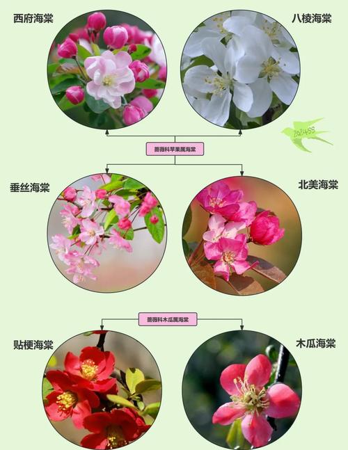 木本海棠品种怎么选？-图2