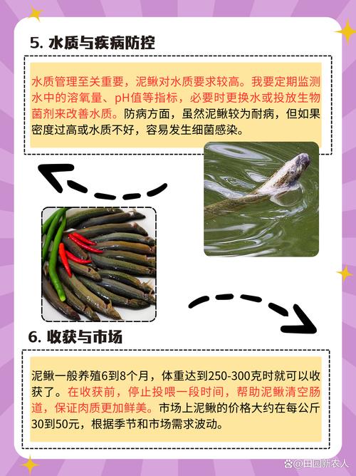 泥鳅养殖如何有效预防疾病？-图1