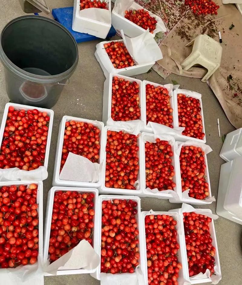 樱桃花红色是哪个品种？-图1