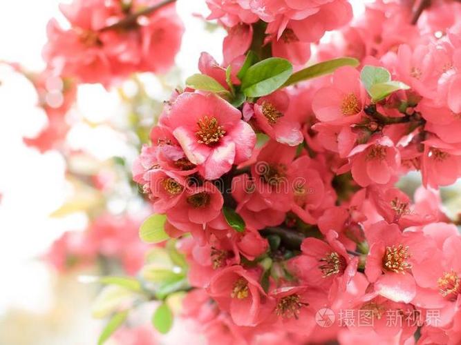 樱桃花红色是哪个品种？-图3