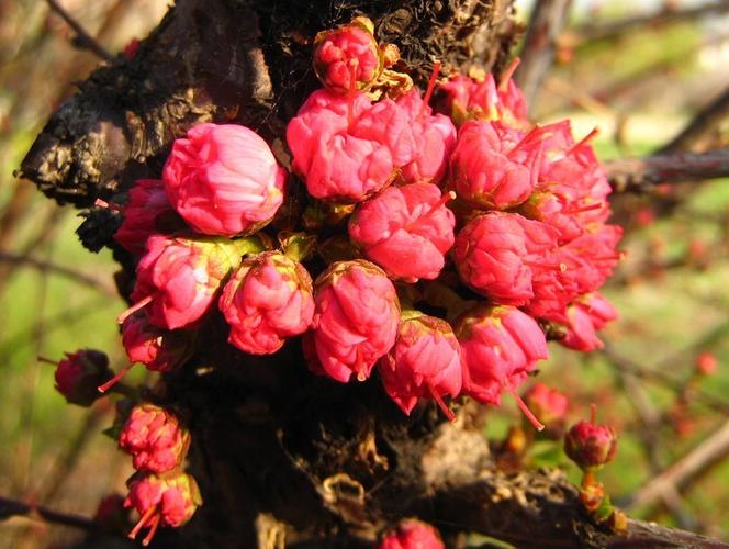 樱桃花红色是哪个品种？-图2