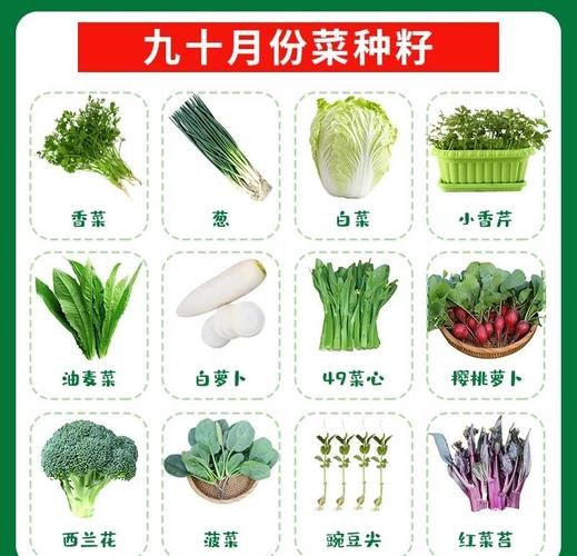 哪种蔬菜种植产量最高？-图2