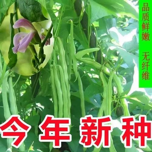哪种蔬菜种植产量最高？-图3