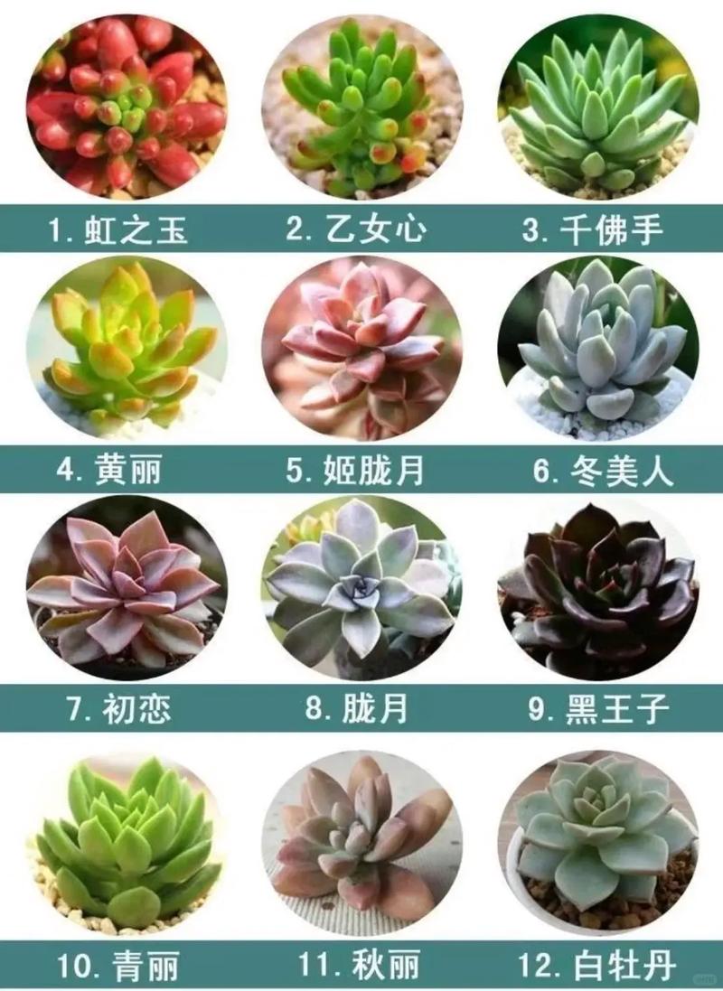 哪些品种多肉适宜风水-图1