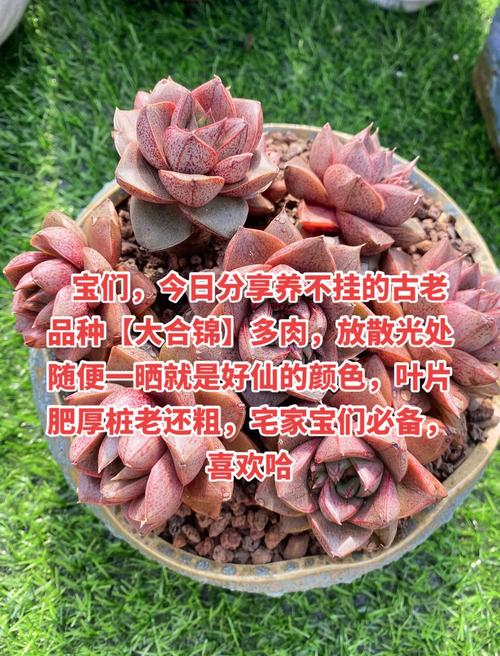 哪些品种多肉适宜风水-图3