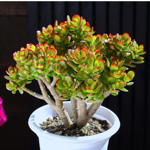 哪些品种多肉适宜风水-图2