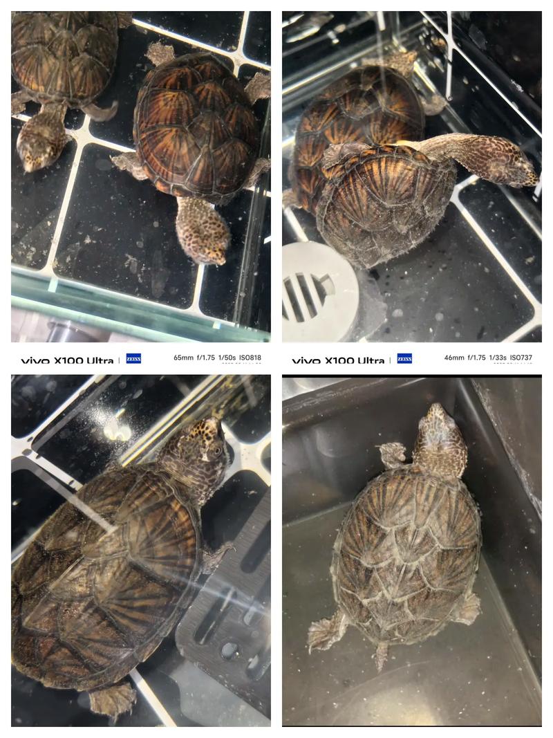 2025巨头蛋龟价格会涨还是跌？-图1