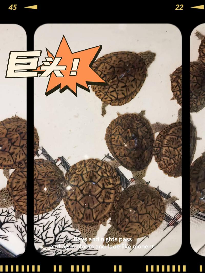 2025巨头蛋龟价格会涨还是跌？-图2