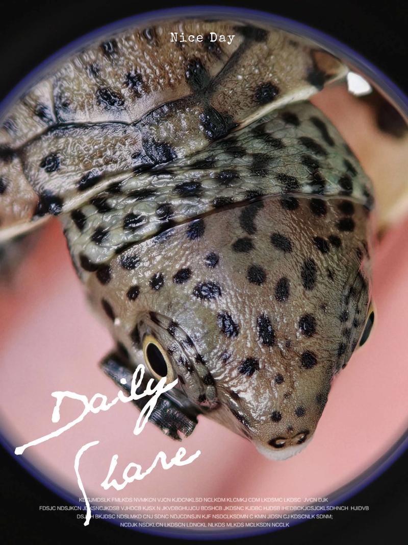 2025巨头蛋龟价格会涨还是跌？-图3