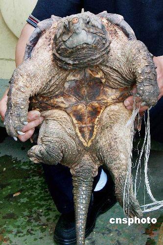 2025野生鳄龟价格会涨还是跌？-图1