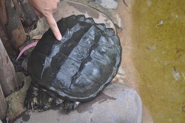 2025野生鳄龟价格会涨还是跌？-图2