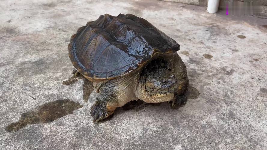 2025野生鳄龟价格会涨还是跌？-图3