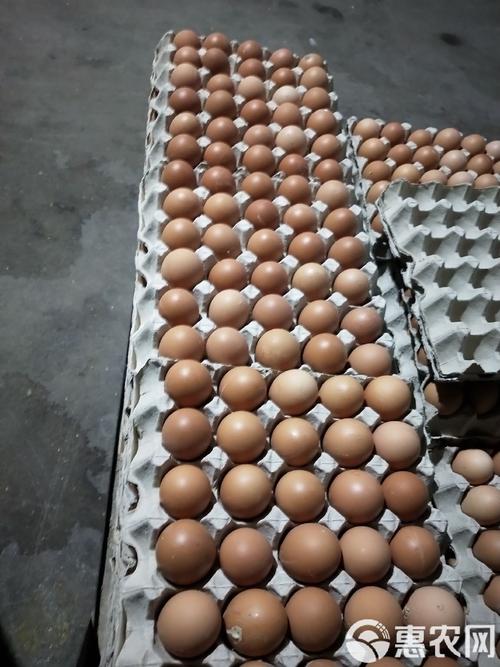 817鸡苗是哪个品种？-图1