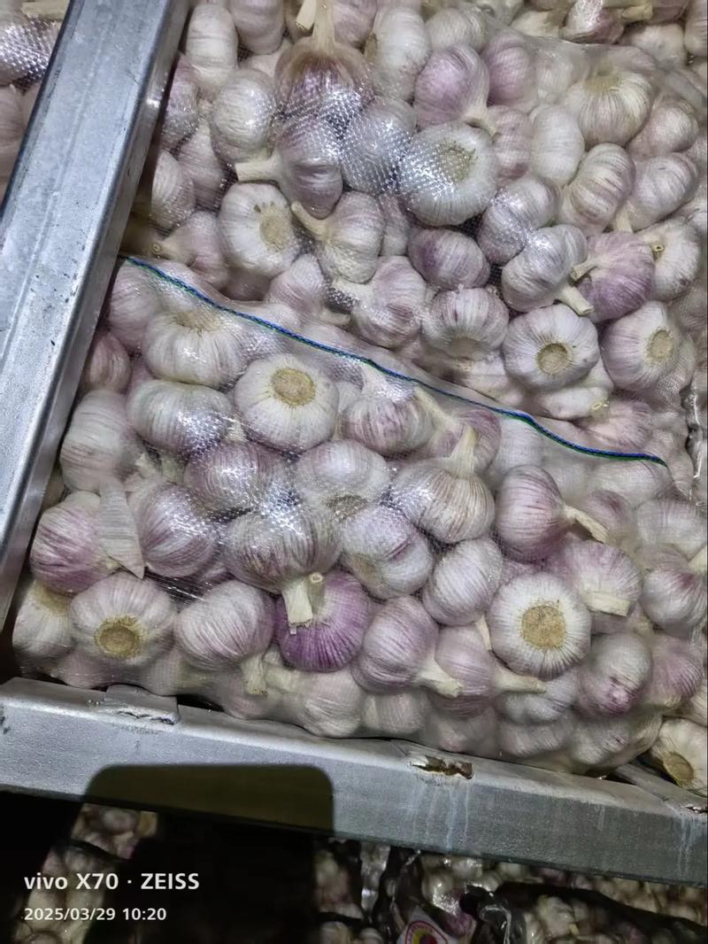 江苏邳州今日大蒜价格多少钱？-图1