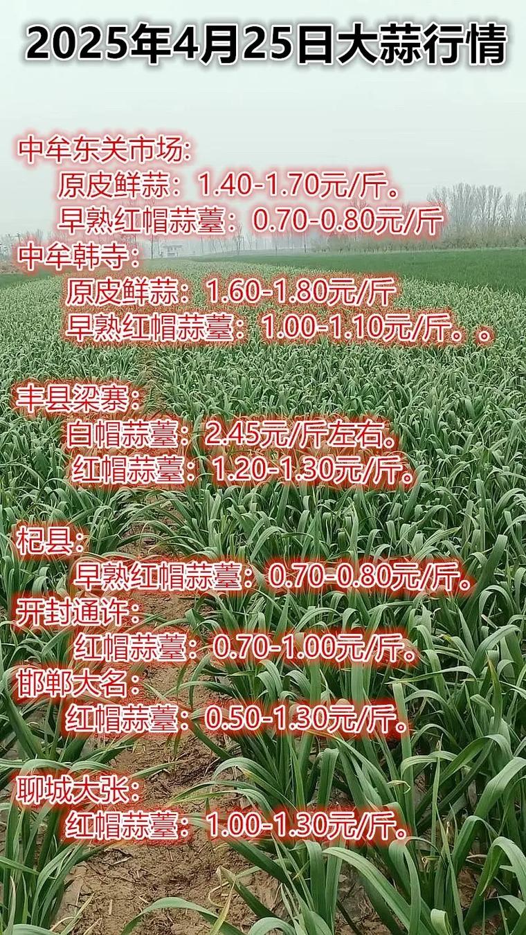 江苏邳州今日大蒜价格多少钱？-图3