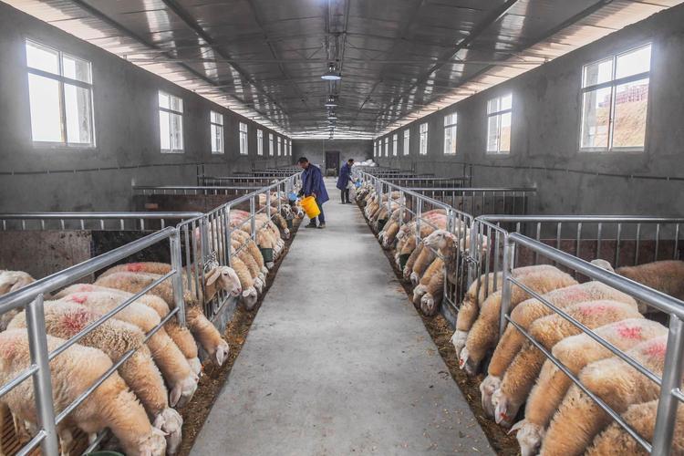 山东肉羊优质养殖技术有何关键要点？-图1