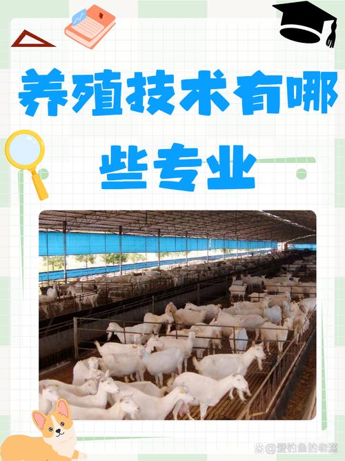 山东肉羊优质养殖技术有何关键要点？-图2