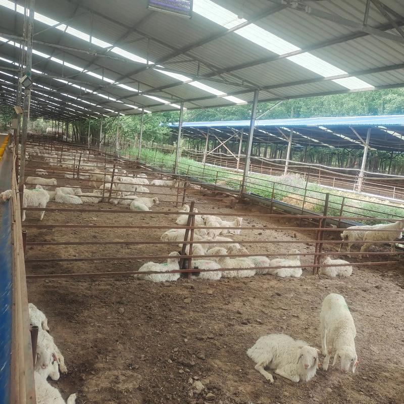 山东肉羊优质养殖技术有何关键要点？-图3