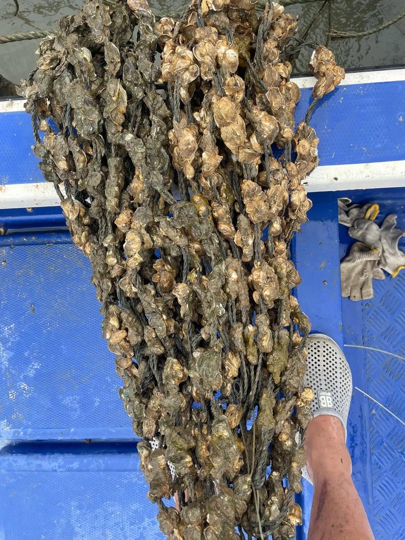 福建海蛎温室育苗技术如何突破？-图1