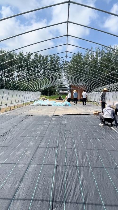 福建海蛎温室育苗技术如何突破？-图2